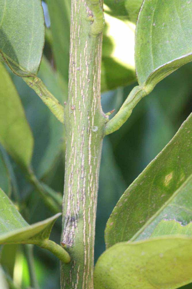            Second - third year twig (Summer Workman, Riverside, CA)   